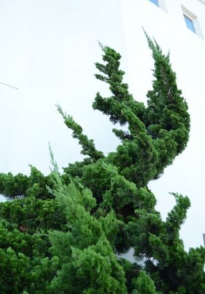 Evergreen Skylight - 43Maven Studio