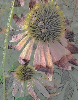Faded Echinacea - Sharmon Davidson Art