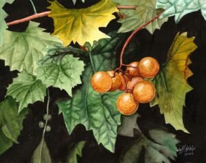 Muscadines - Jeff Atnip Art