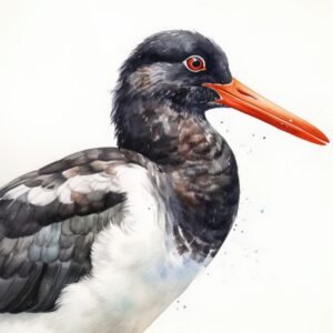 Oystercatcher Bird Watercolor - Frank095
