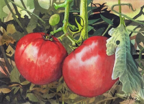 Ripe - Jeff Atnip Art