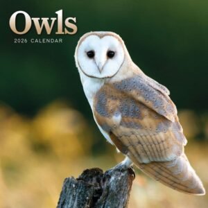 Owls 2026 Mini Wall Calendar