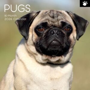 Pugs 2026 Wall Calendar