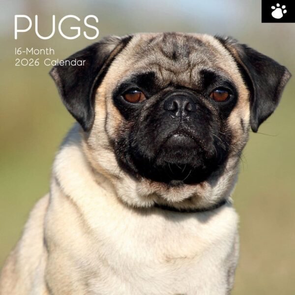 Pugs 2026 Wall Calendar