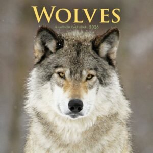 Wolves 2026 Wall Calendar